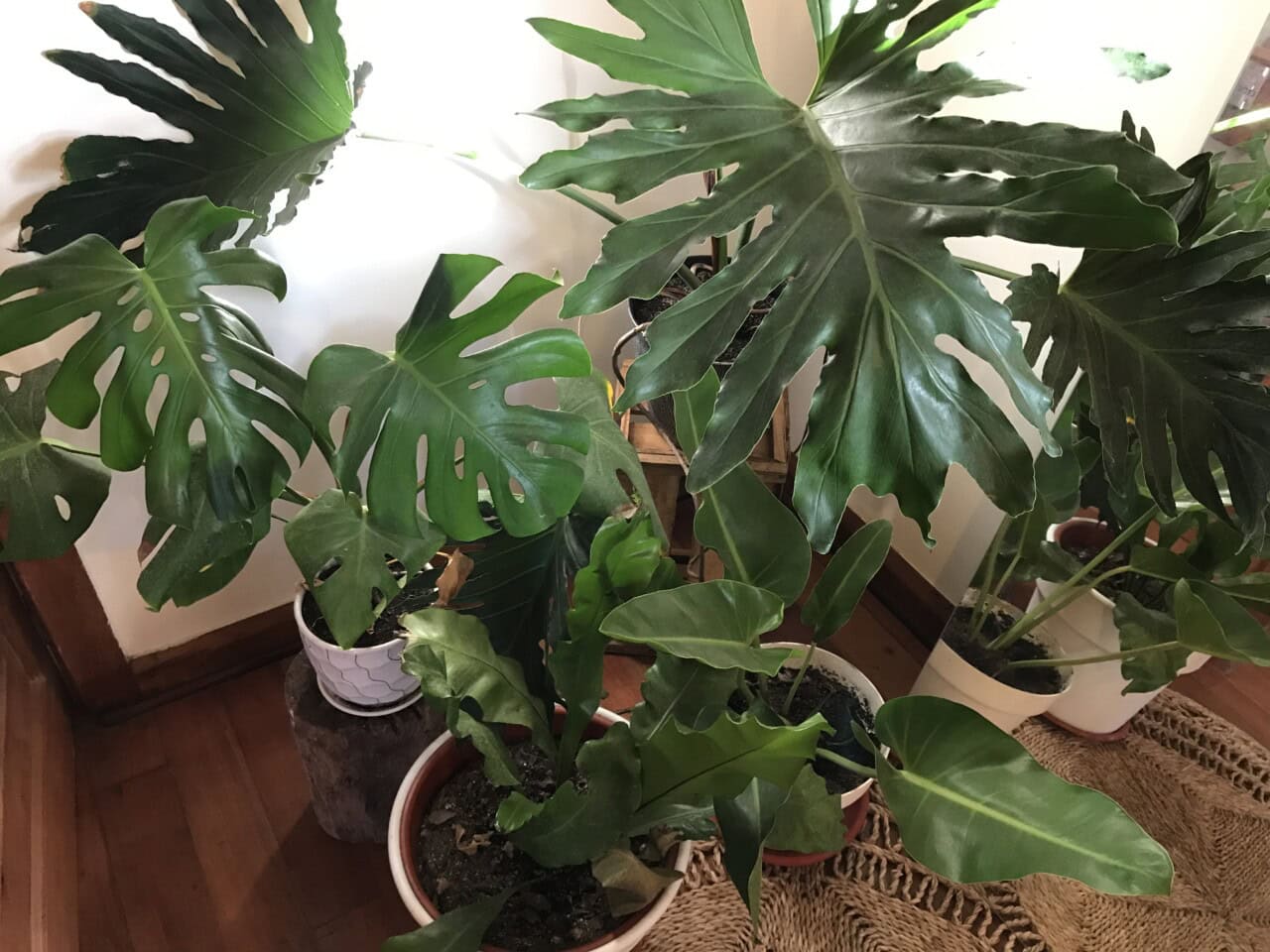 Image of several big houseplants in pots seen from above.